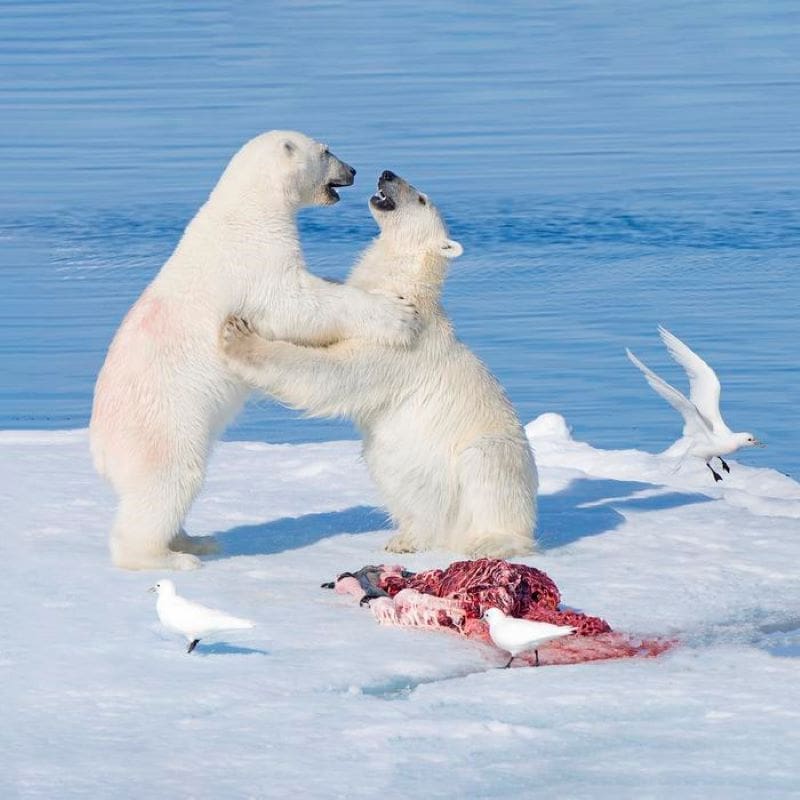 Image: Two-year-old polar bears with bearded seal carcass and ivory gulls