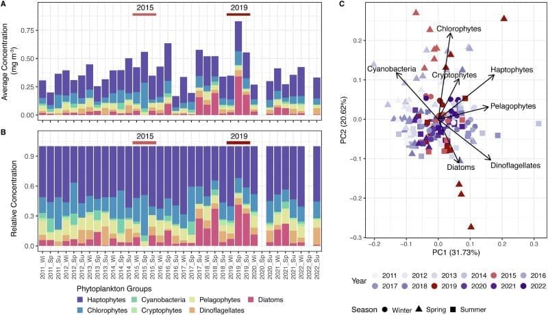 Marine heatwaves disrupt ocean food webs and slow carbon transport Image: Time series of seasonal phytoplankton composition in NESAP waters (s. marine heatwaves)