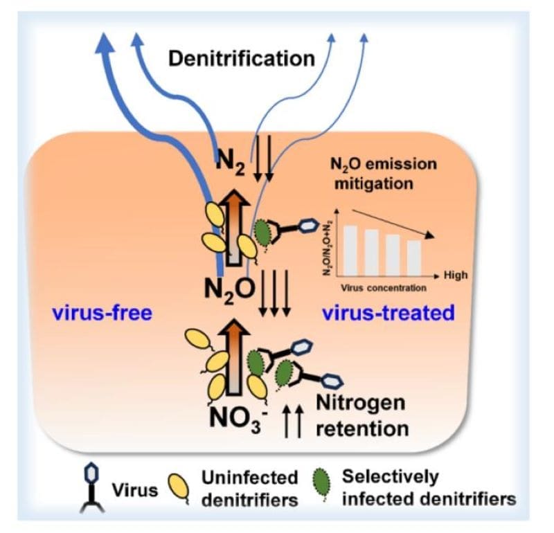 Climate Science Digest: October 6, 2025 Image: Viruses mitigate soil nitrogen loss and N2O emissions during denitrification by selectively infecting denitrifiers