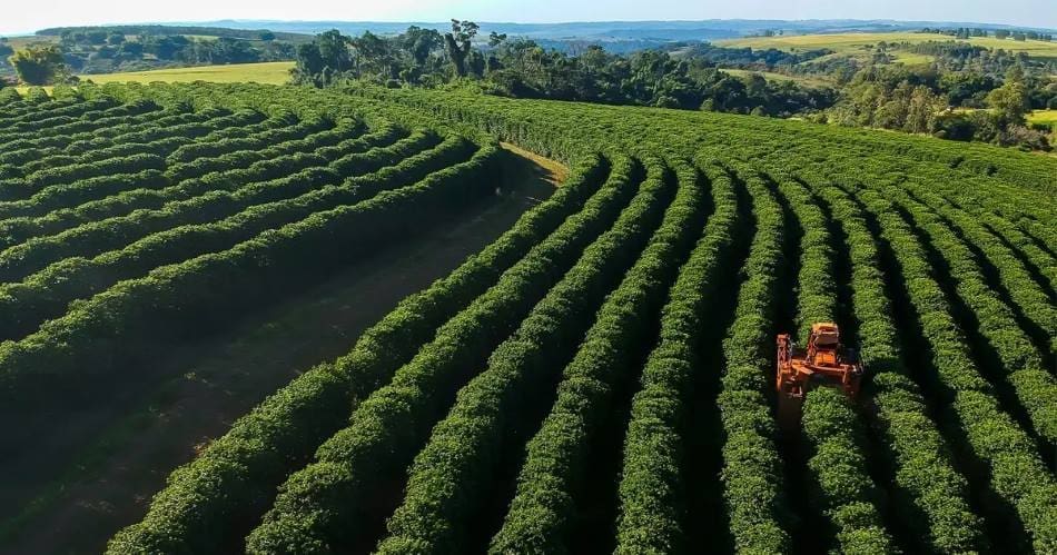 Image: coffee crop