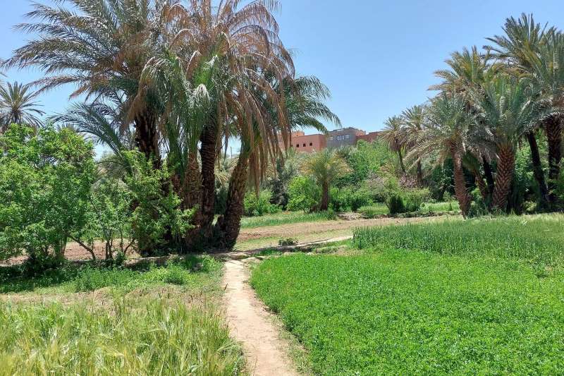 Image: Oasis agroforestry, Tinghir, Morocco