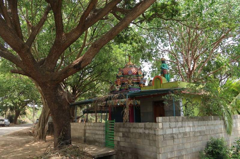 Image: Urban trees, parks, and lakes in Bengaluru, India
