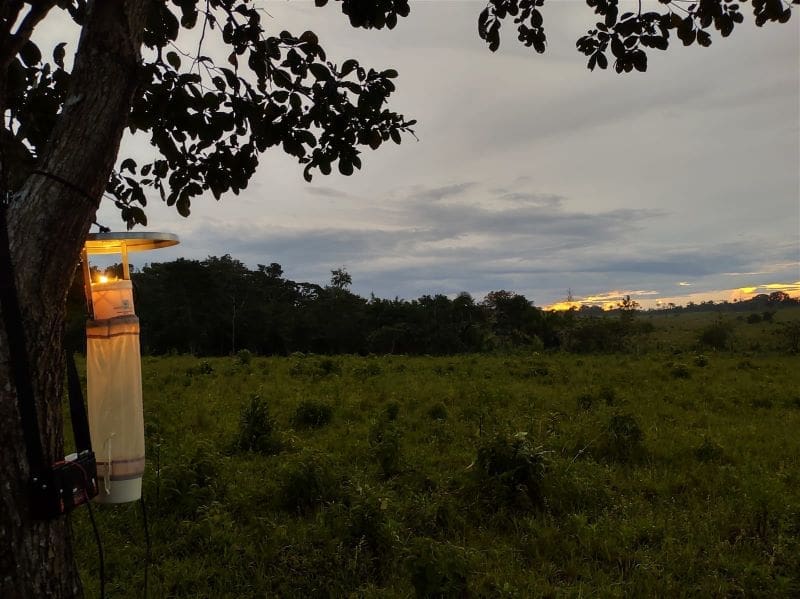 Image: A light trap for mosquitoes at the edge of the forest