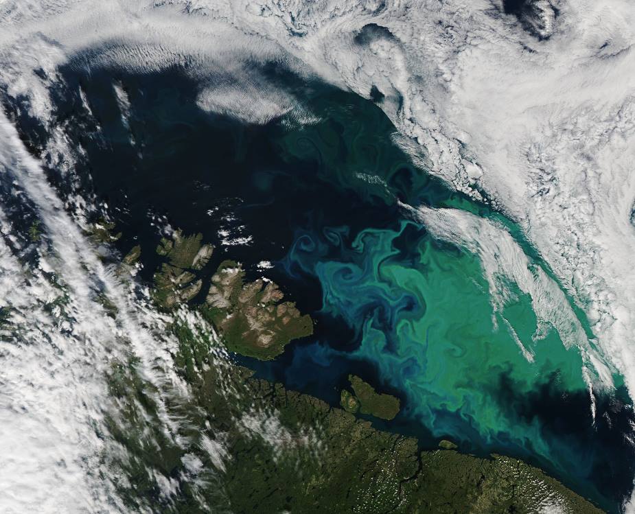 Satellite Image: phytoplankton bloom in the Barents Sea (July, 2021)