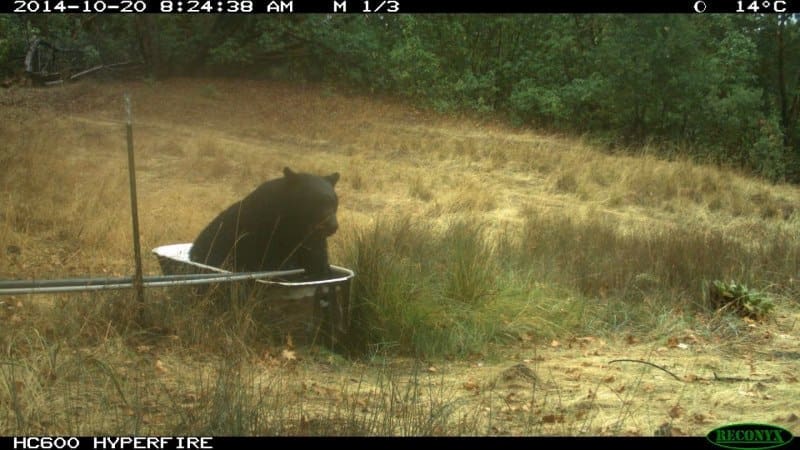 Image: Bear in Bathtub