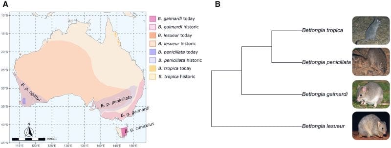 Climate Science Digest: November 24, 2025 Image: current and historic distributions of extant Bettongia spp
