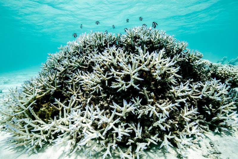 Image: Bleached Pacific Ocean coral 