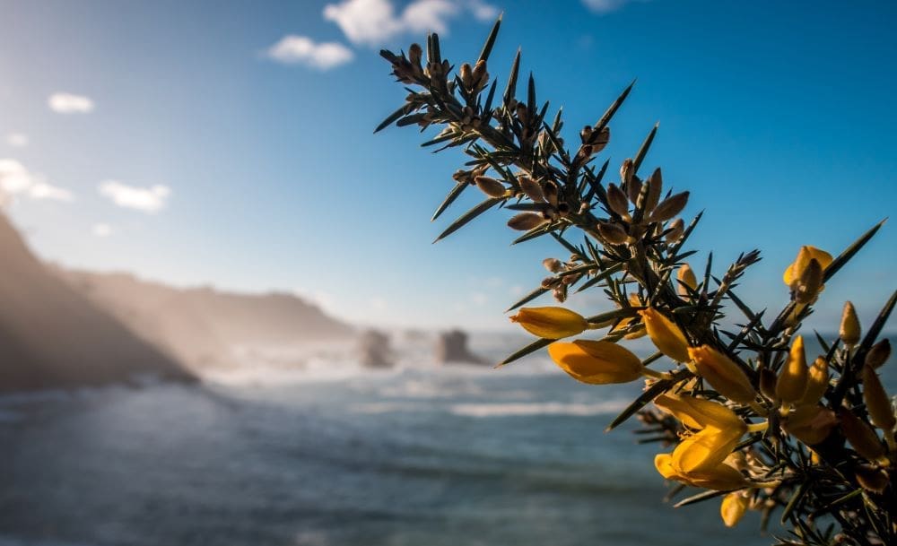 Image: Closeup shot of yellow blossom on a tree and a sea