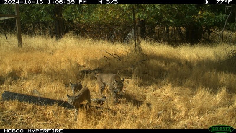 Image: Bobcats glimpsed by a camera 