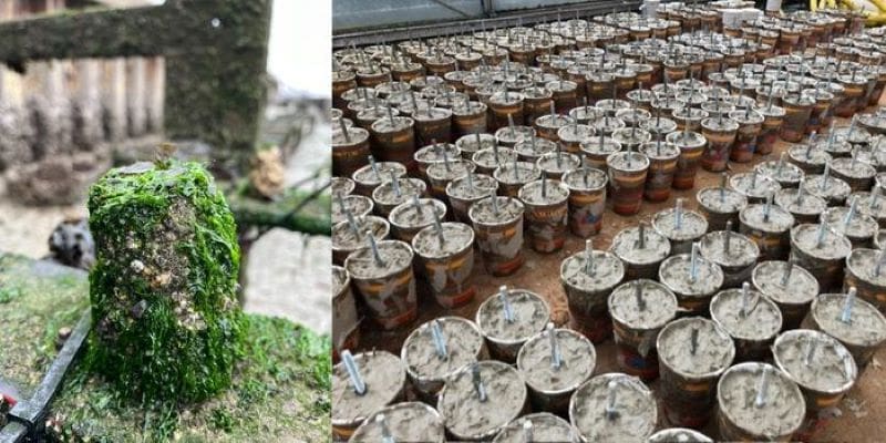 Climate Science Digest: November 26, 2025 Image: Xiriton experiment