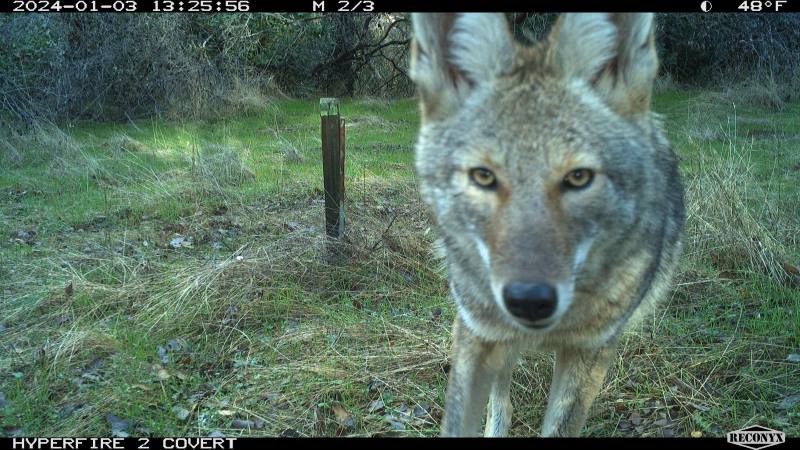 Image: Coyote looks at trail camera