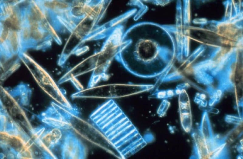 Image: Diatoms