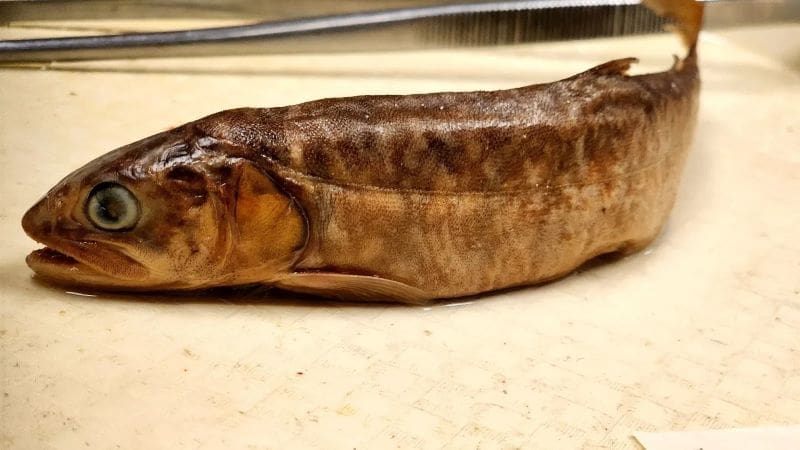 Image: Lake trout museum specimen 