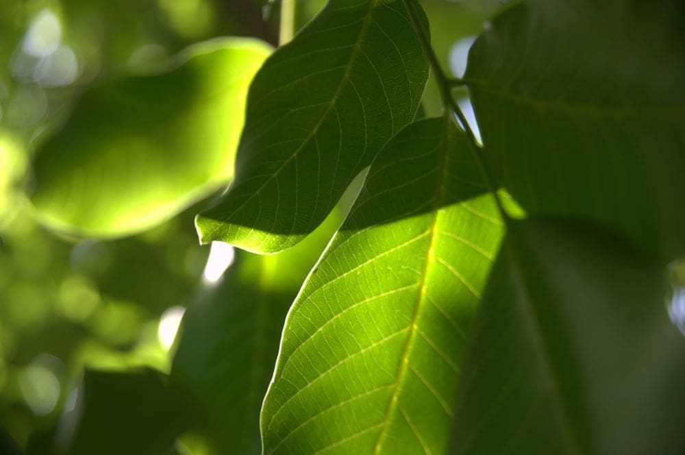 Climate Science Digest: November 24, 2025 Image: a close up of a green leaf on a tree