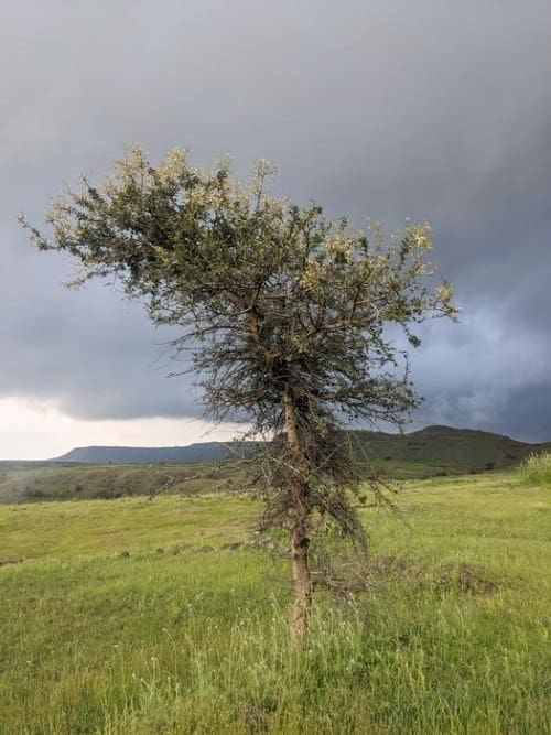 Climate Science Digest: November 26, 2025 Image: Indian grassland