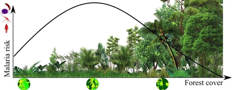 Image: Graphical abstract - Intermediate forest cover and malaria risk in an Amazon deforestation frontier 