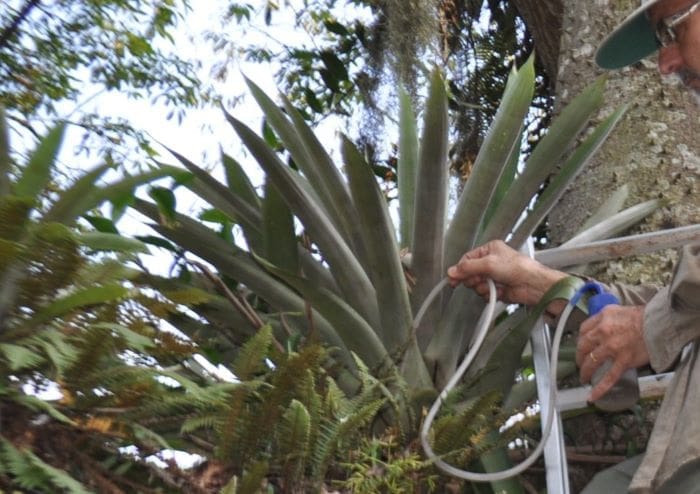 Image: Researcher removes water from bromeliad for analysis
