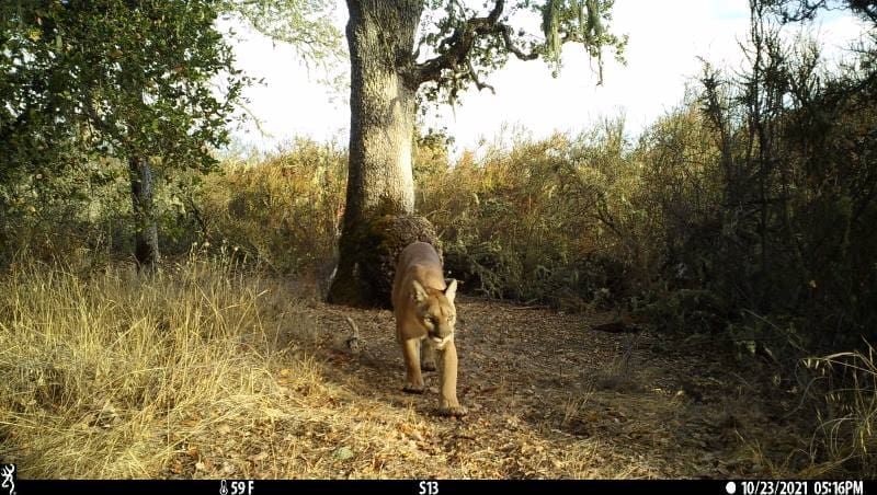 Image: mountain lion walks near a camera trap