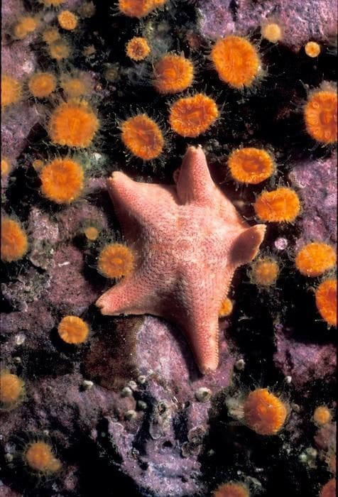 Image: Orange cup corals and starfish