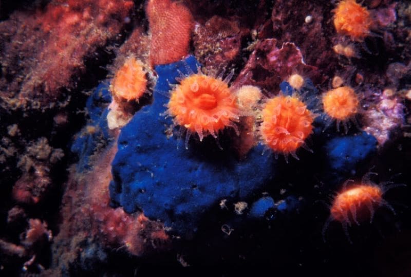 Image: Orange cup corals
