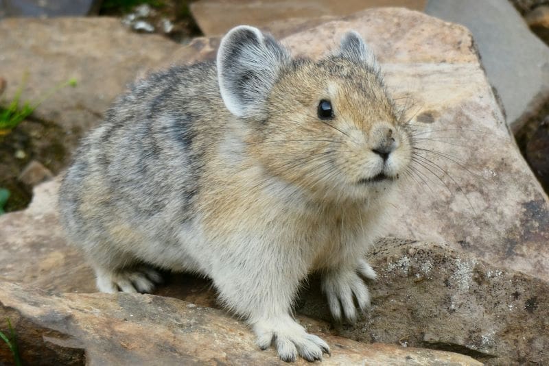 Image: a close up of a small animal on a rock (s. pika, wildlife, climate change)