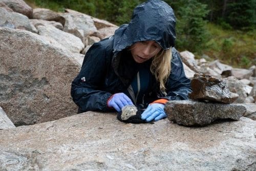 Climate Science Digest: November 19, 2025 Image: Graduate student R. M. Billings releasing a pika