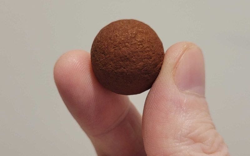 Climate Science Digest: November 24, 2025 Image: Santalum seed