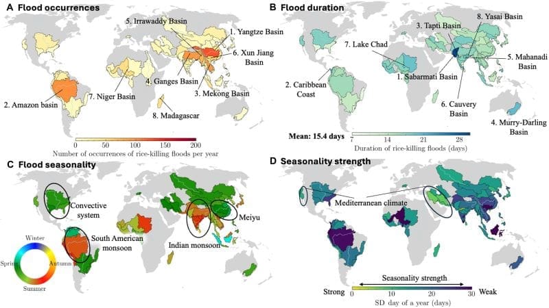 Image: Attributes of rice-killing floods 