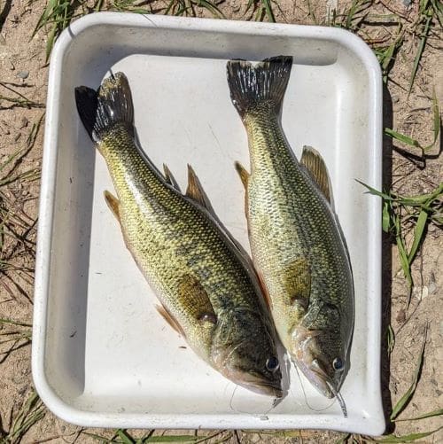 Image: Observing largemouth bass in the field