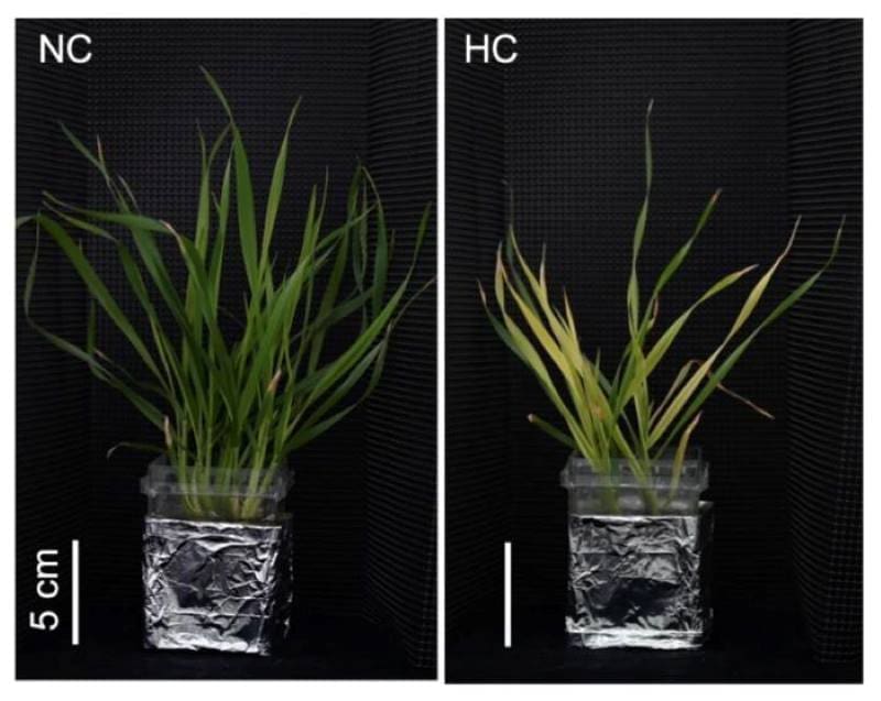 Image: Iron deficiency in wheat after extended exposure to high temperatures