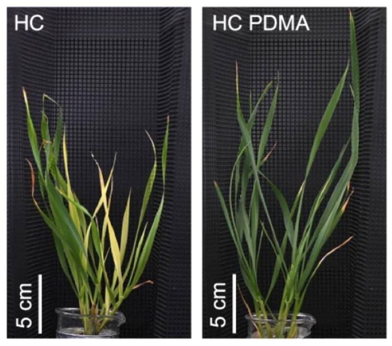 Image: The synthetic mugineic acid PDMA helps plants cope with high-temperature stress