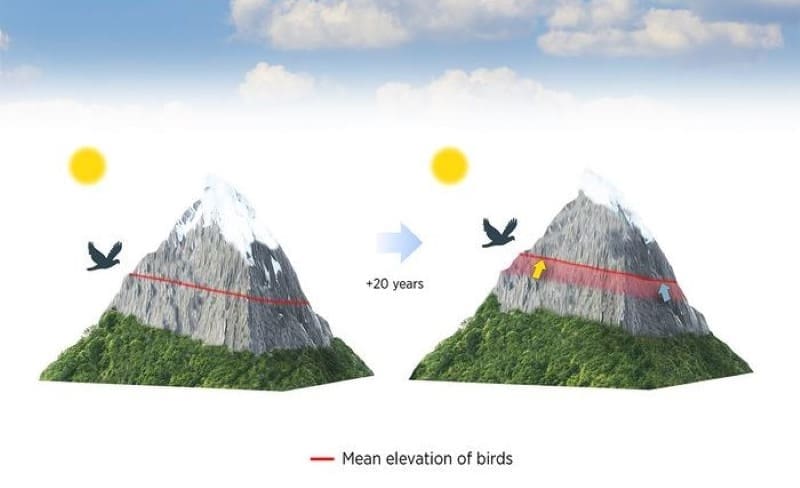 Image: Infograph on bird elevation on mountains
