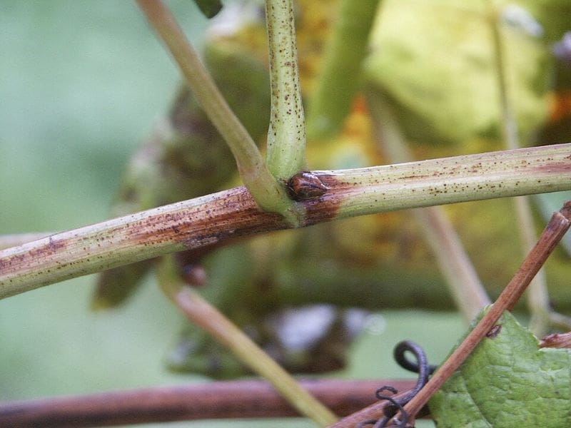 Image: Flavescence dorée symptoms on a Scheurebe grapevine shoot (s. winemakers, Flavescence dorée, climate change)