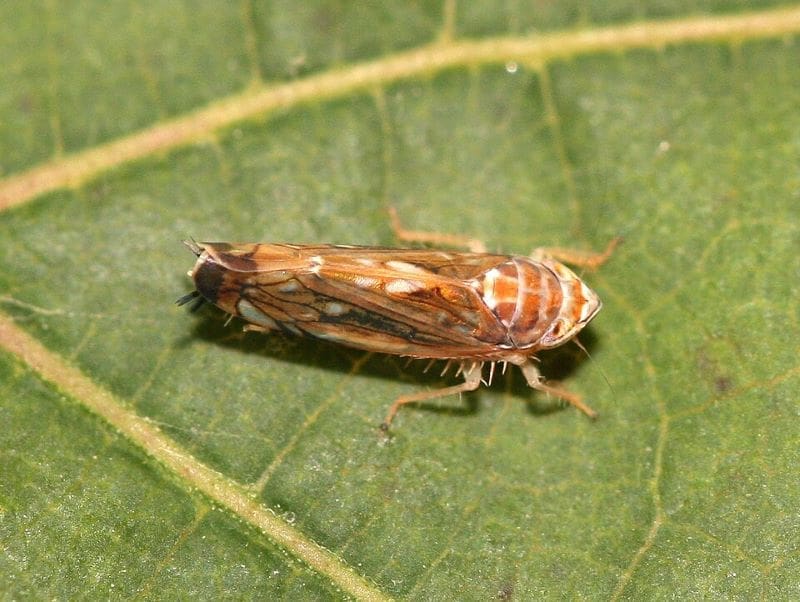 Hungary winemakers fear disease may 'wipe out' industry Image: A Scaphoideus titanus (American grapevine leafhopper) female on a grapevine leaf