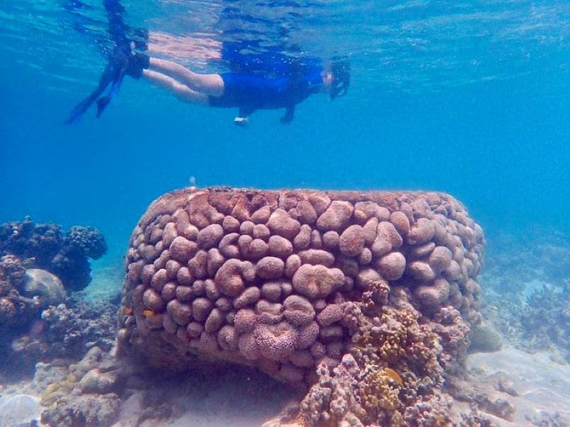 Image: Affected Goniopora cluster