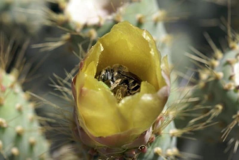 Pollinators thrive on smallholder farms beyond forest edges Image: A bee visiting a nopal flower