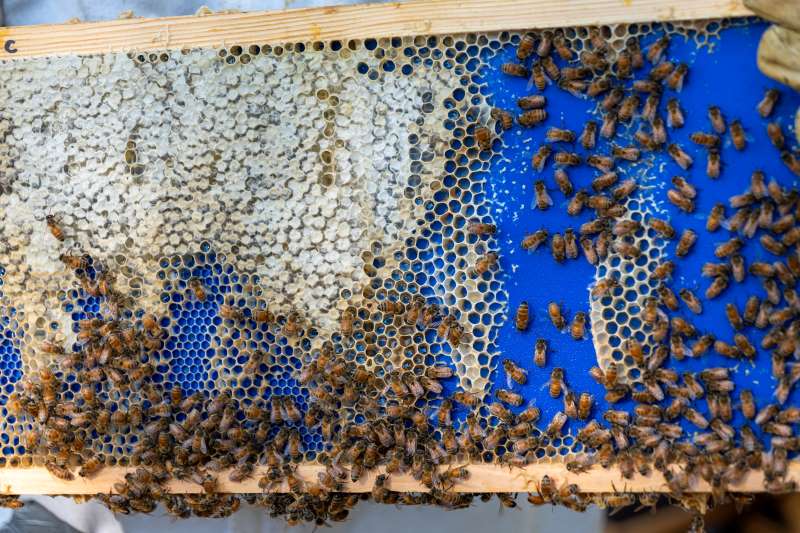 Image: 3D-printed frame with bees