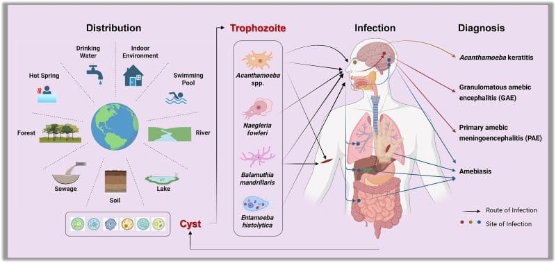 Image: Graphical abstract - The rising threat of amoebae: a global public health challenge