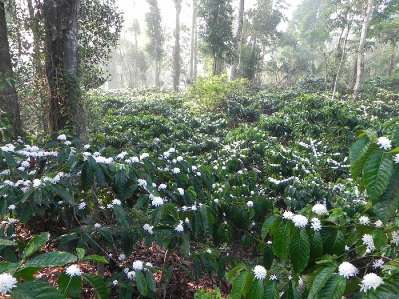 Pollinators thrive on smallholder farms beyond forest edges Image: image captures the coffee inflorescence during its bloom phase