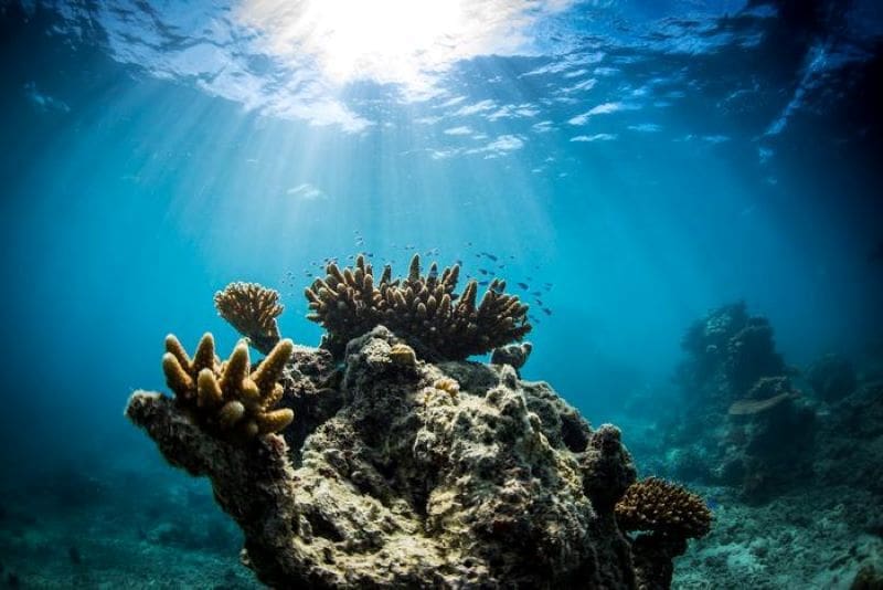 Image: Coral reef in Fiji