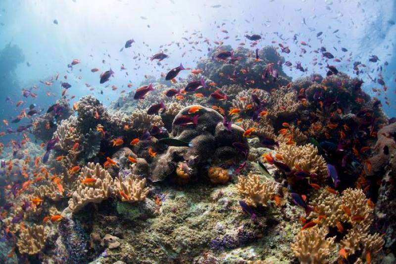 Climate Science Digest: December 10, 2025 Image: Coral reef in Fiji