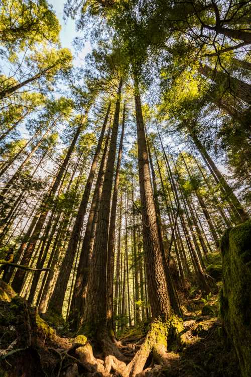 The hidden leaf mechanics behind uneven tree growth in a high‑CO₂ world Image: green trees during daytime