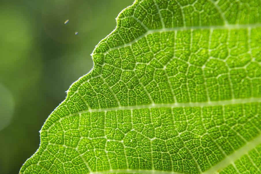 The hidden leaf mechanics behind uneven tree growth in a high‑CO₂ world Image: Closeup shot of a green leaf on a blurred background