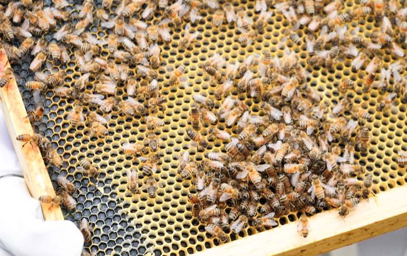Image: honeybees