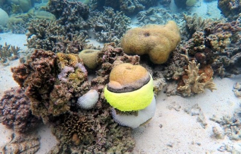 Climate Science Digest: December 10, 2025 Image: Coral infected with black band disease
