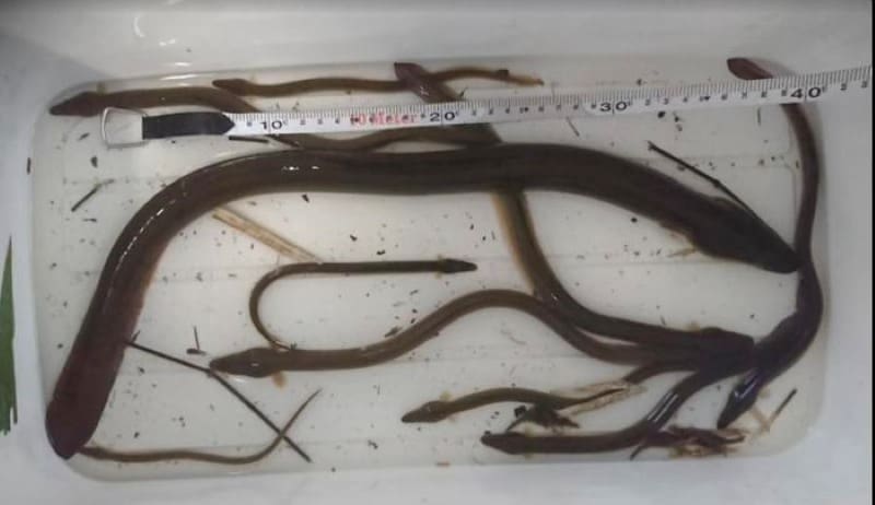 Image: Japanese eels
