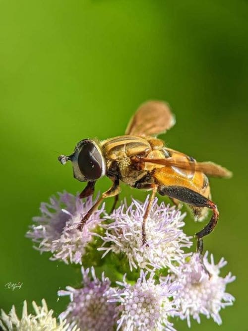 Image: Plant-pollinator systems across varied regions exhibit differing vulnerability patterns to rising temperatures