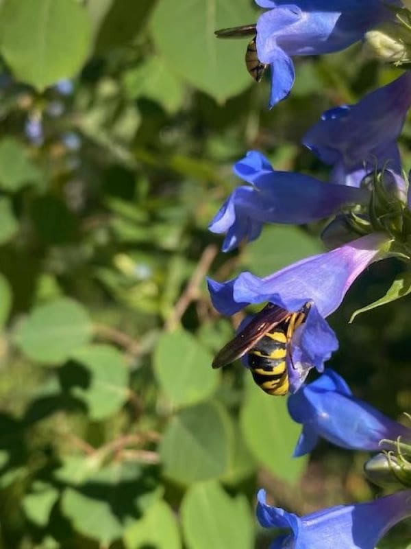 Image: pollen wasp visiting a flower