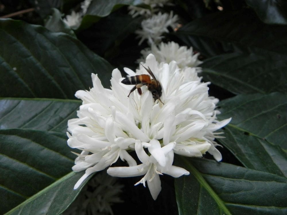 Image: Pollinator. flower