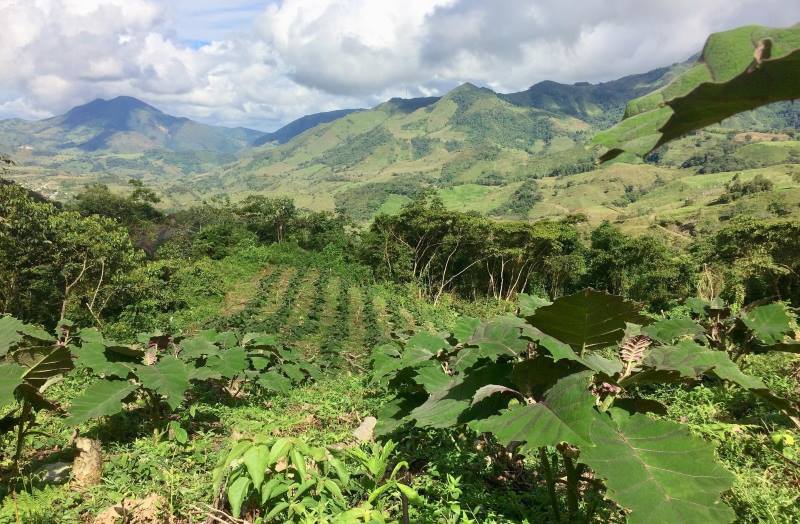 Image: a Solanum quiotense crop surrounded by forest